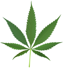 222px Cannabis leaf 2svg